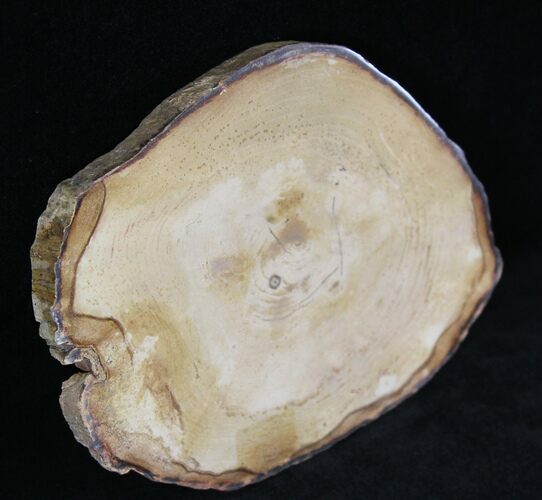 Petrified Wood Slab - Sweethome, Oregon #25903